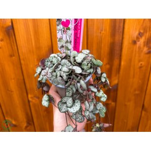 Lampášik (Ceropegia woodii) ´SILVER GLORY´ - výška 20-25 cm, kont. P9